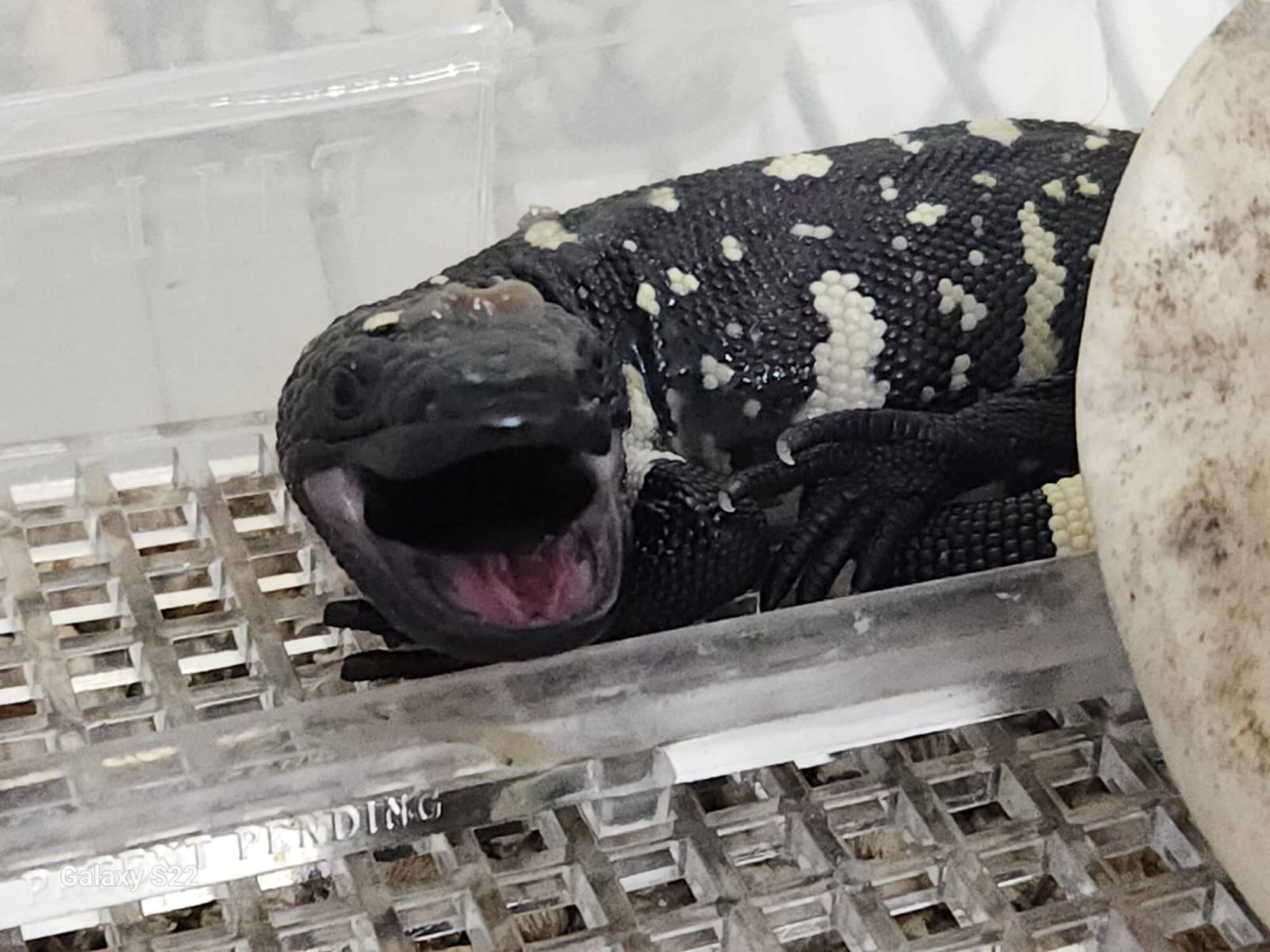 Histórico nacimiento de Heloderma charlesbogerti en el Zoológico La Aurora fortalece esfuerzos de conservación