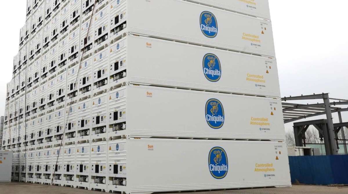Panamá: Chiquita inicia contratación de trabajadores y prevé exportación de banano en diciembre