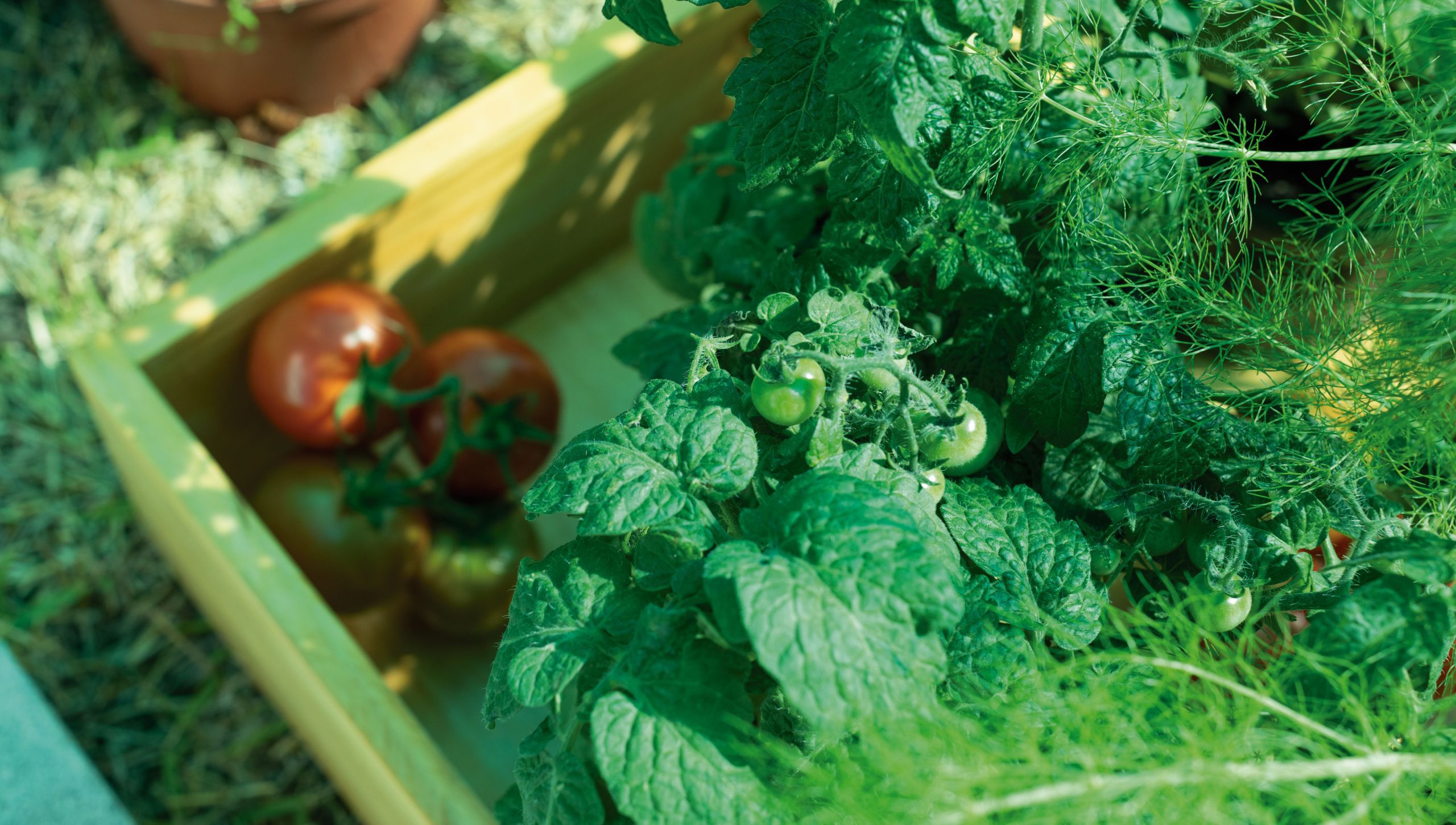 Jardines comestibles y funcionales ganan terreno en los hogares costarricenses