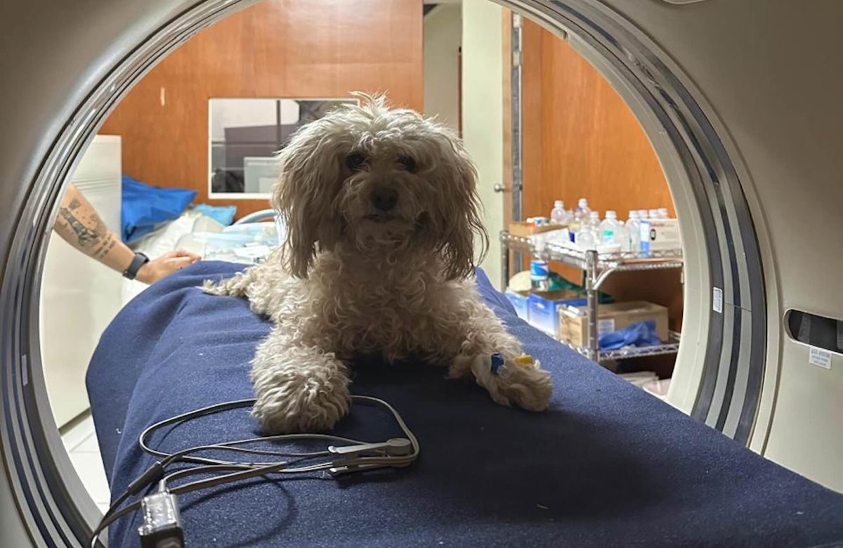 Bultos, sangrados y pérdida de peso, lo que debemos observar en nuestras mascotas