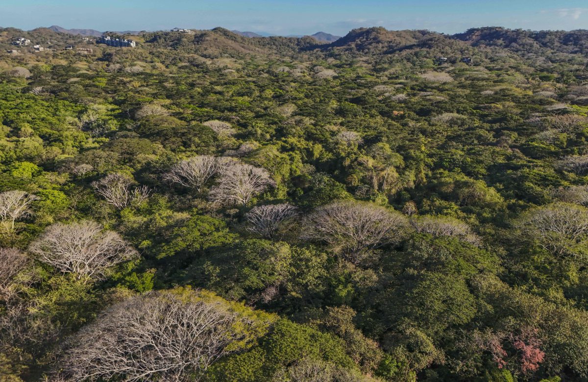 Costa Rica: Refugio Nacional de Vida Silvestre Mixto Conchal celebra 16 años como ejemplo de conservación