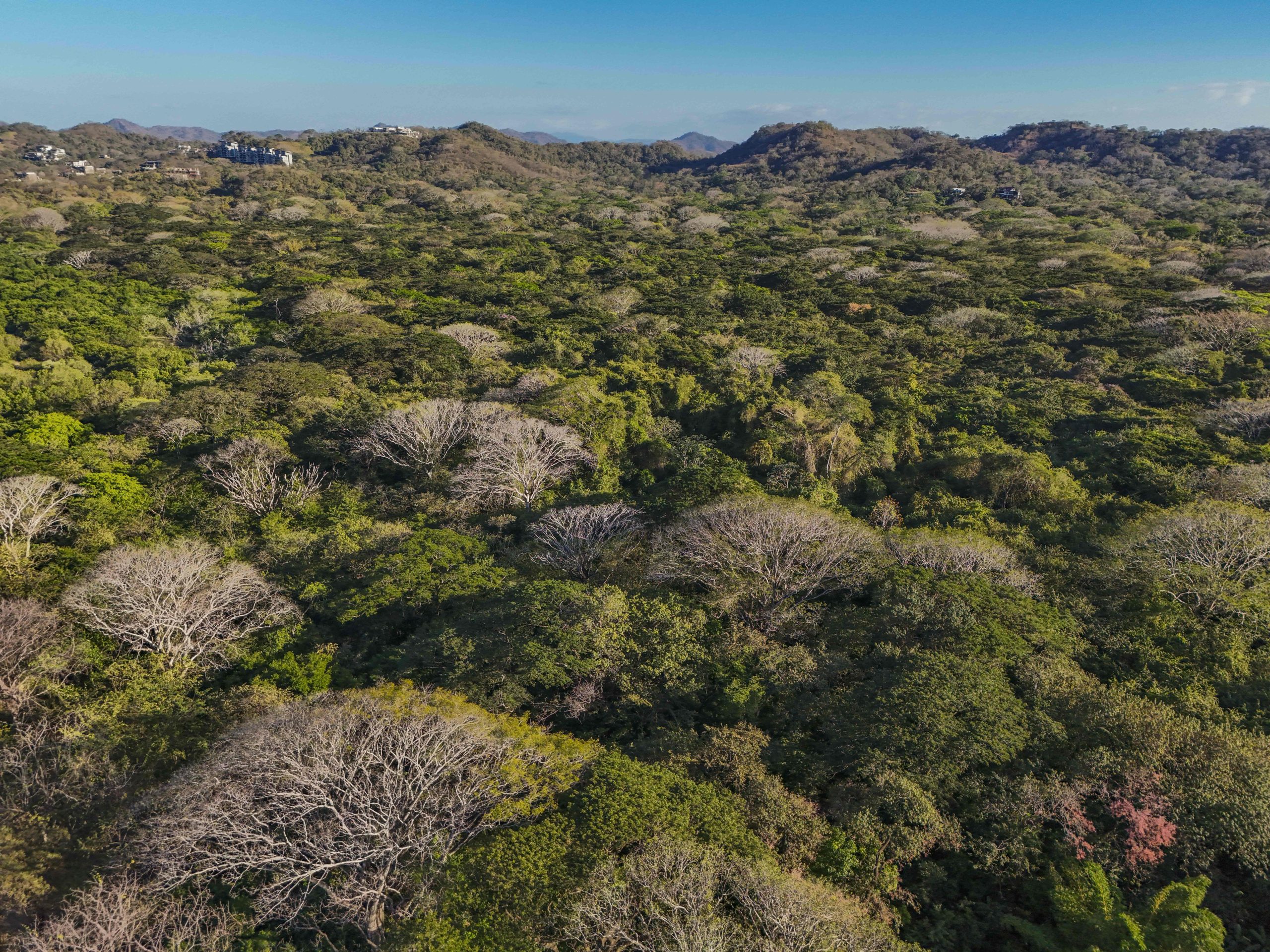 Costa Rica: Refugio Nacional de Vida Silvestre Mixto Conchal celebra 16 años como ejemplo de conservación