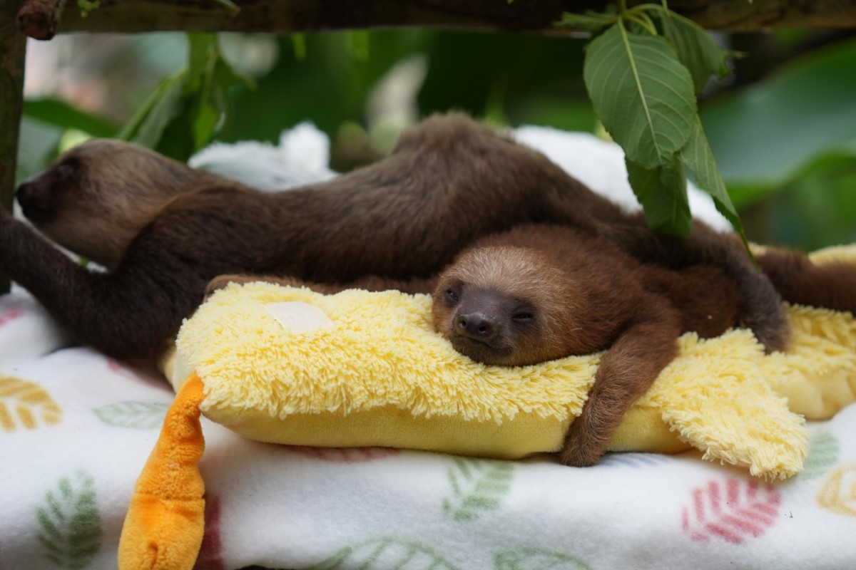 Construirán en Panamá un centro para perezosos huérfanos con una inversión de US$250.000