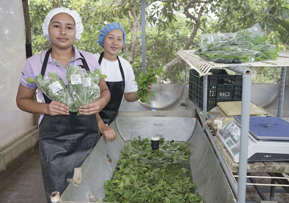 Walmart Centroamérica, modelo regenerativo que redefine la sostenibilidad empresarial