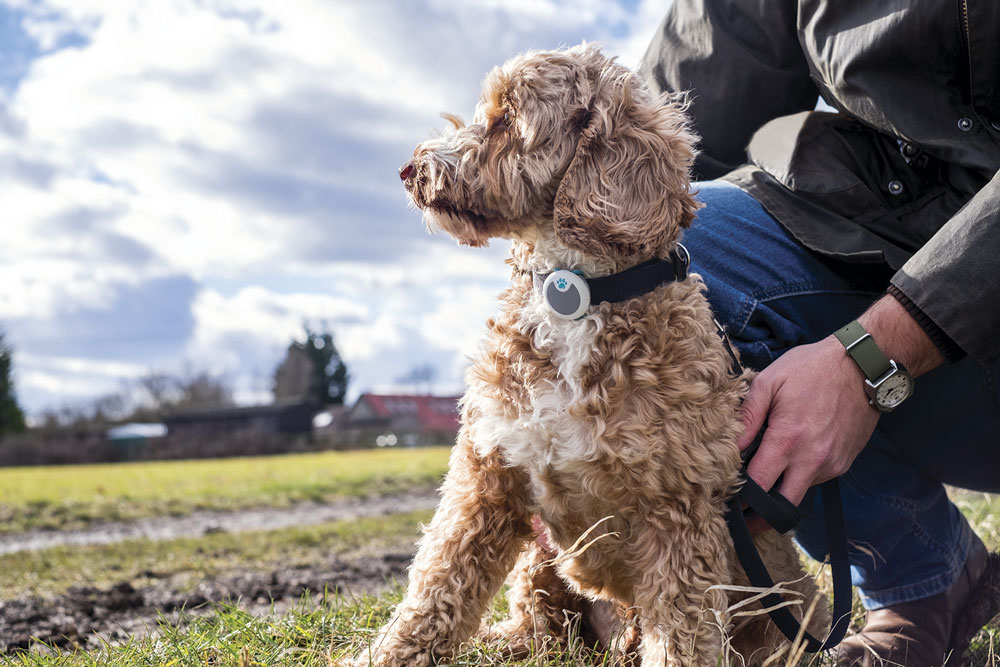 Fuegos artificiales y mascotas