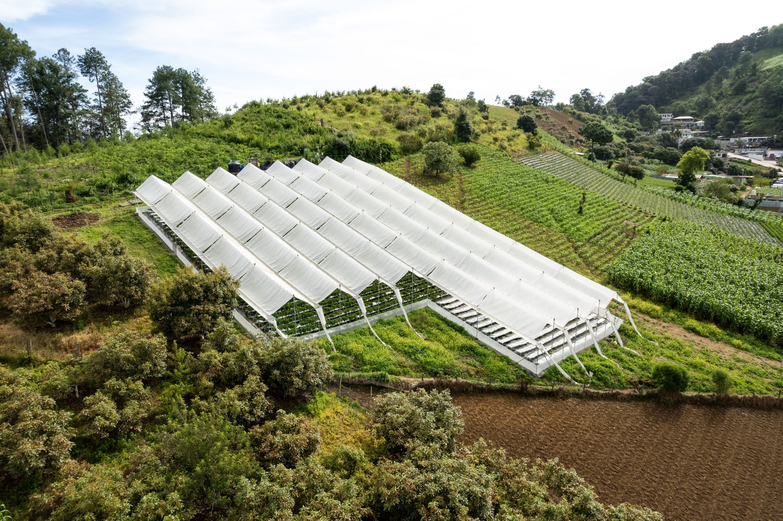 Comercializadora Margarita, un ejemplo de fortalecimiento agrícola en Guatemala