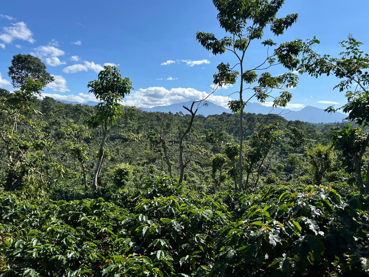 Finca Hojarales de Guatemala se distingue entre la élite mundial del café
