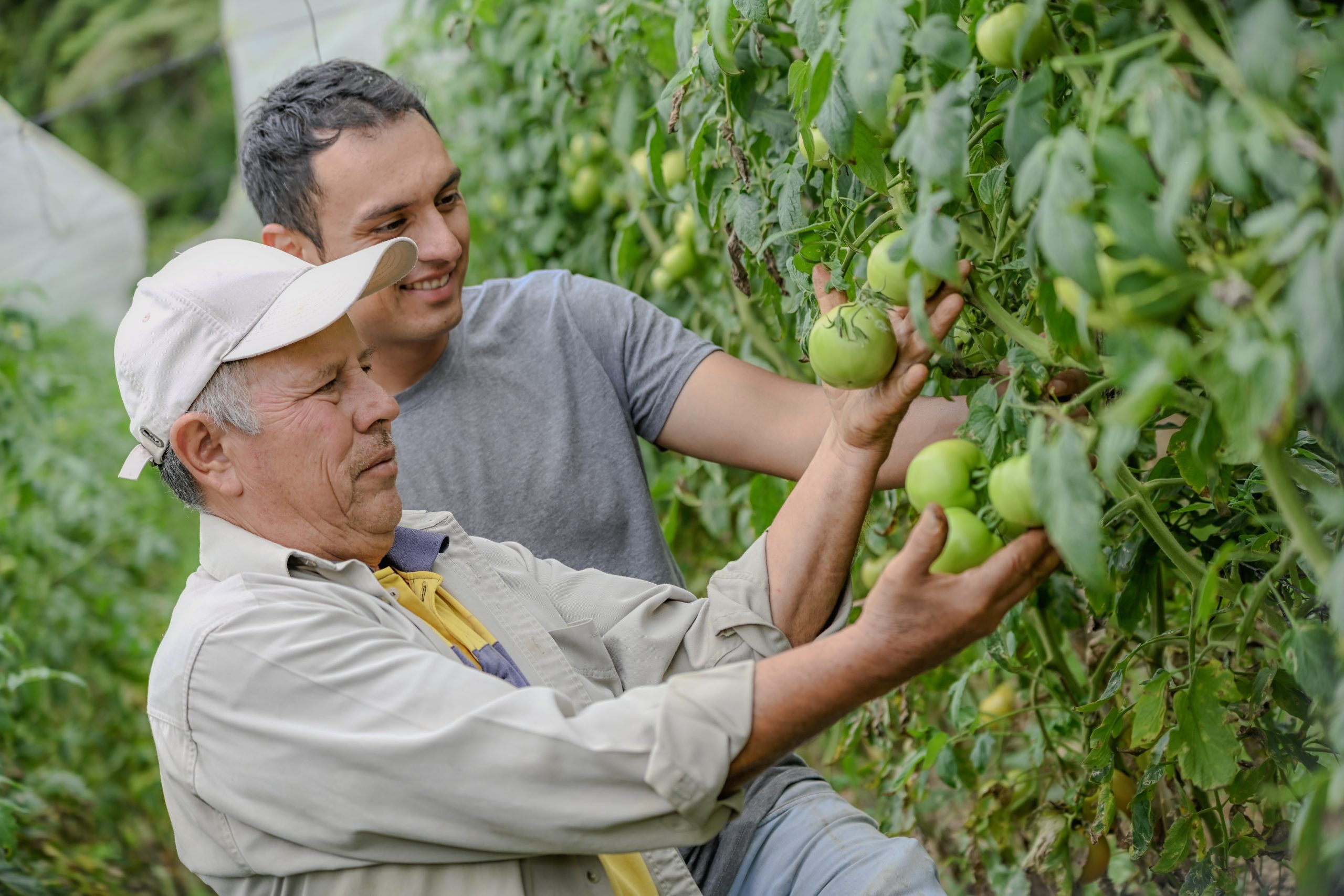 Agricultores transforman su producción de tomate y pepino de la mano de Tierra Fértil