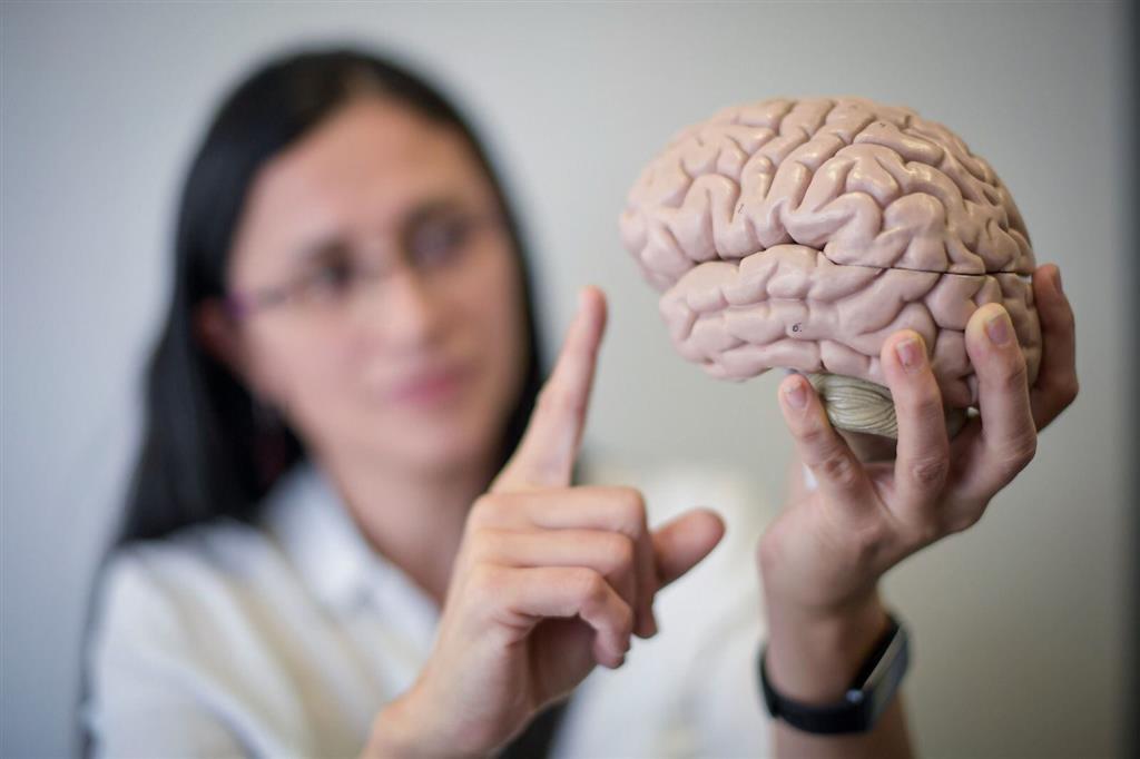 Marcan etapas clave de evolución del cerebro