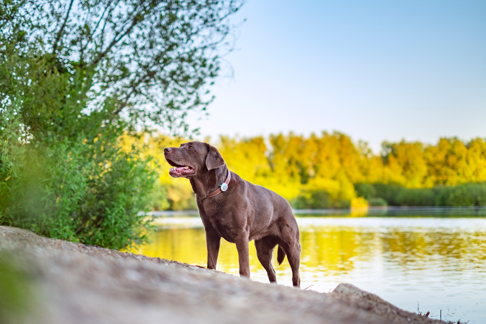 Viajes en 2026: planificación veterinaria, la clave para trasladar mascotas de forma segura