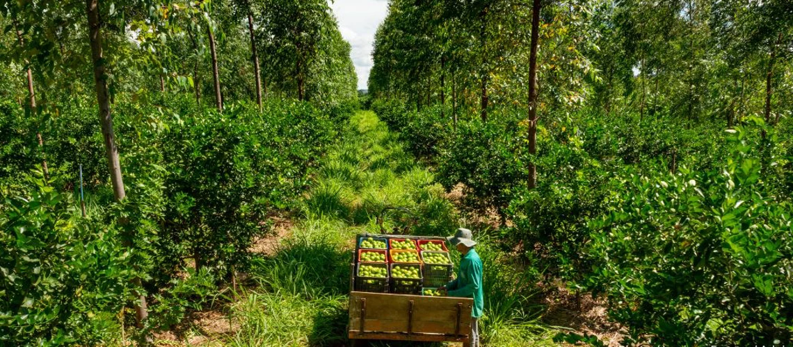 Cuatro datos clave sobre los bosques y los alimentos
