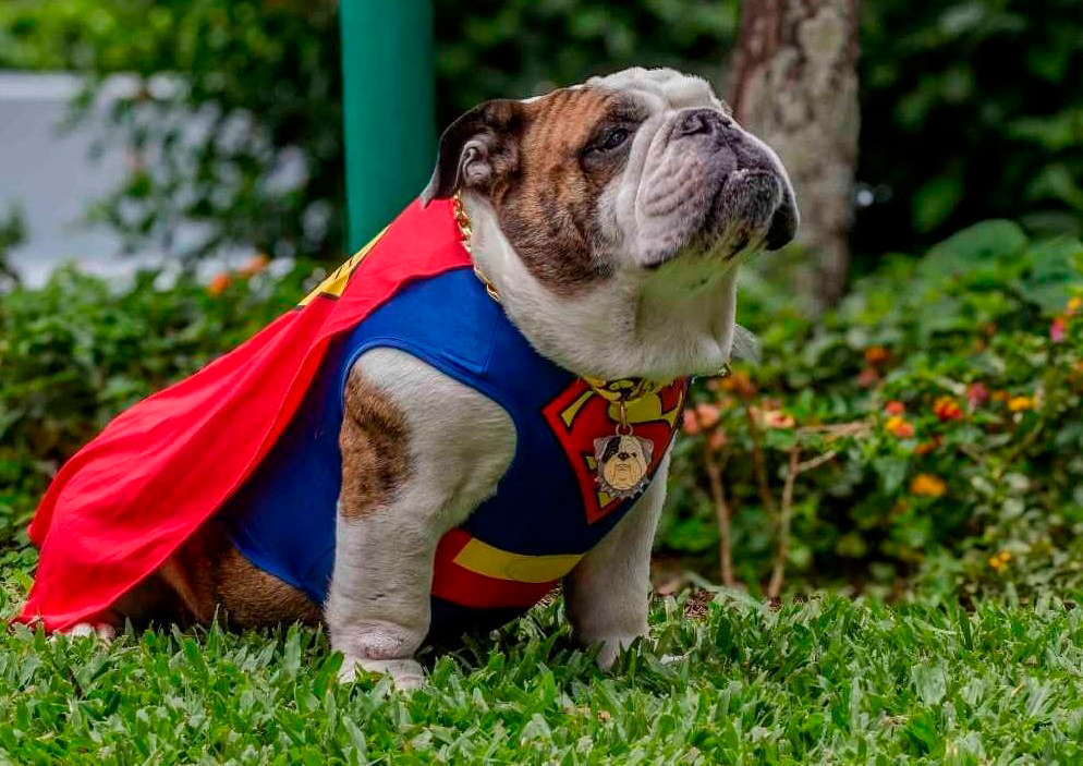 Expo Mascotería reafirma este fin de semana su compromiso con la adopción responsable en el mes del amor y la amistad