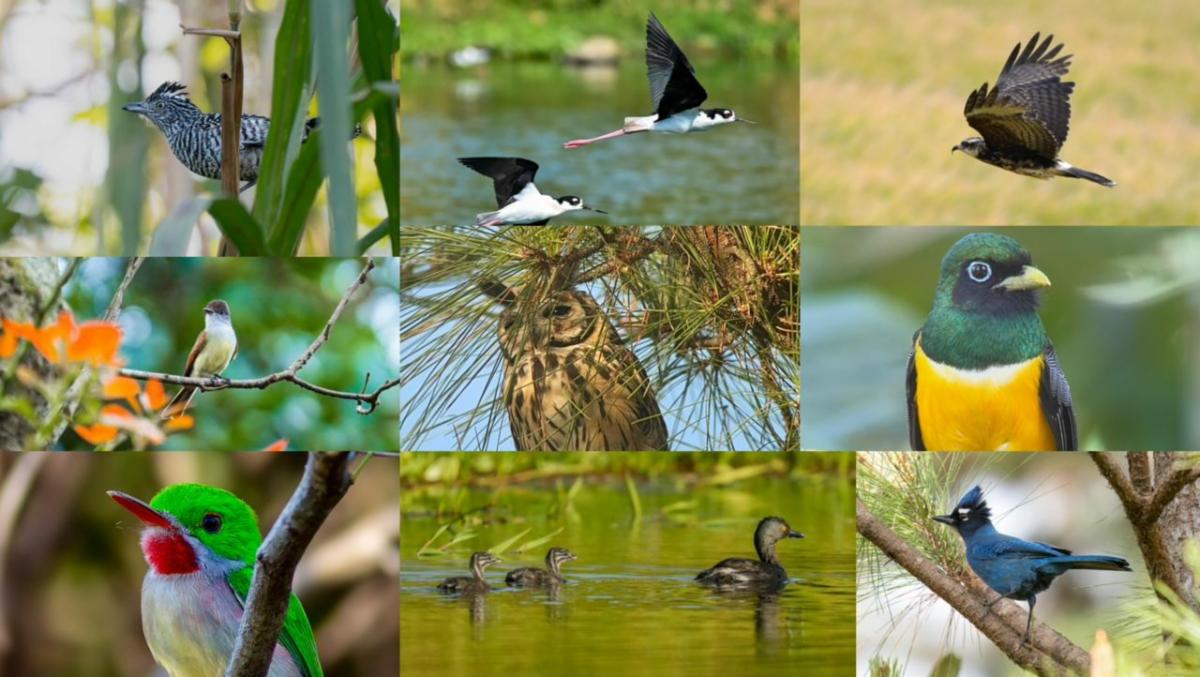 Centroamérica Big Day 2026 registra más de ﻿850 especies de aves durante la jornada regional