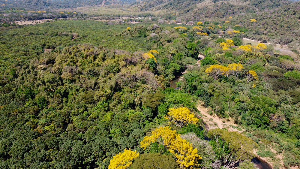 Nosara sorprende con un modelo de conservación que está dando de qué hablar