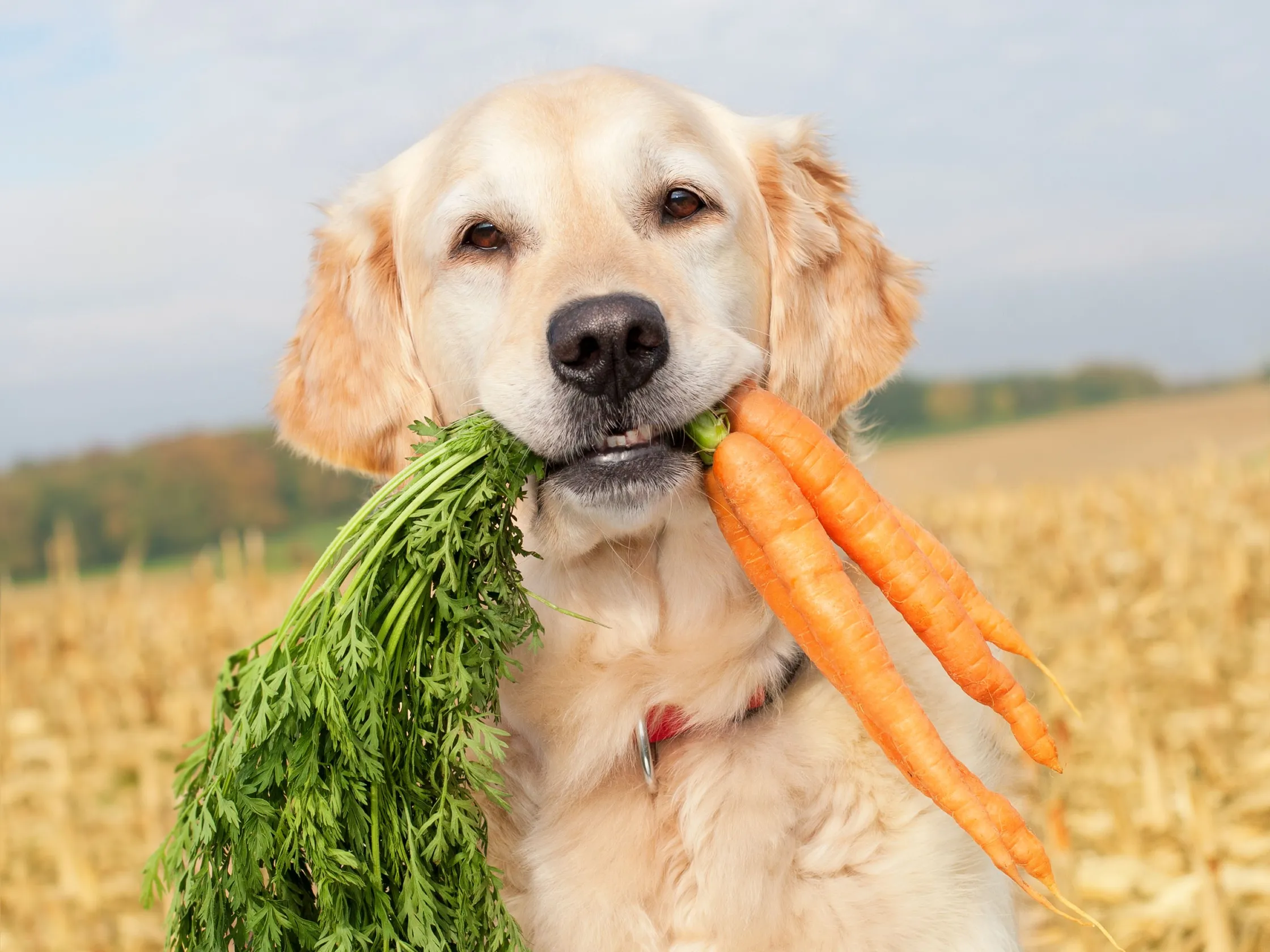 Las dietas veganas para perros y gatos son una oportunidad ignorada para combatir el cambio climático