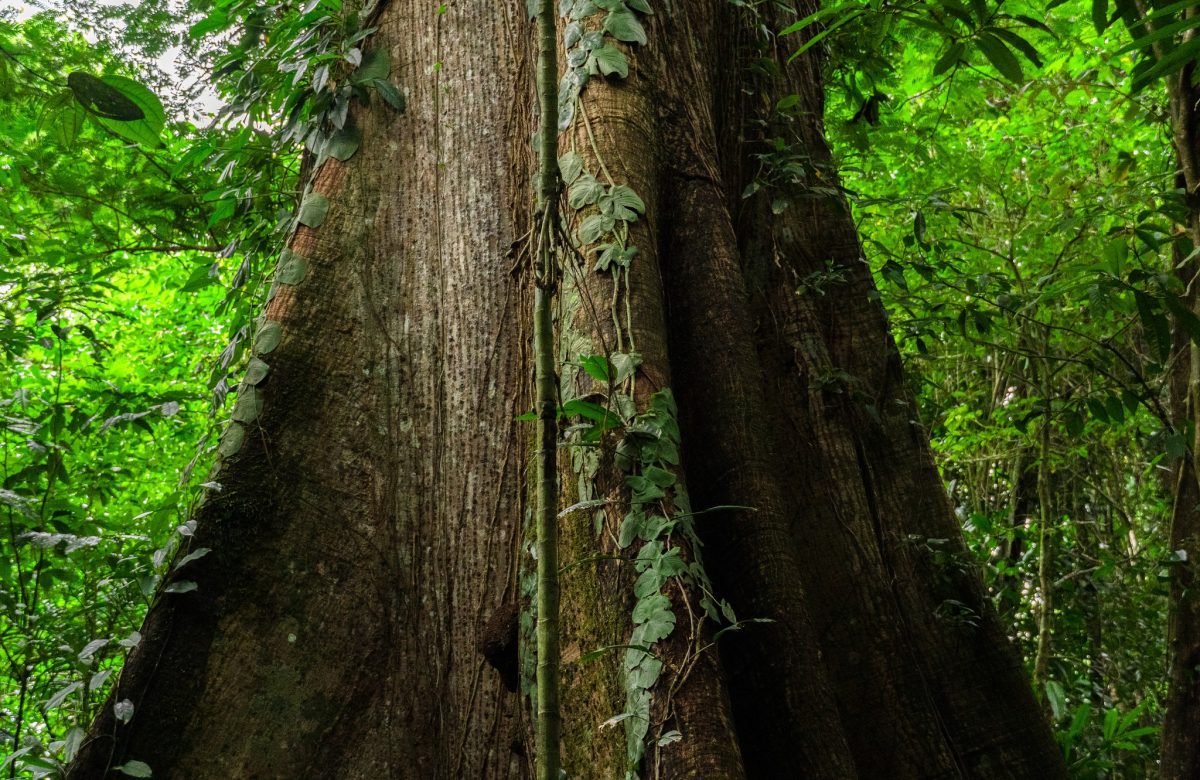 Costa Rica inicia desarrollo técnico del primer código nacional para la construcción civil con madera