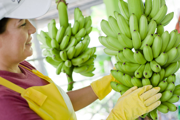 xportaciones de bienes en Costa Rica crecen +8% en el primer trimestre de 2026