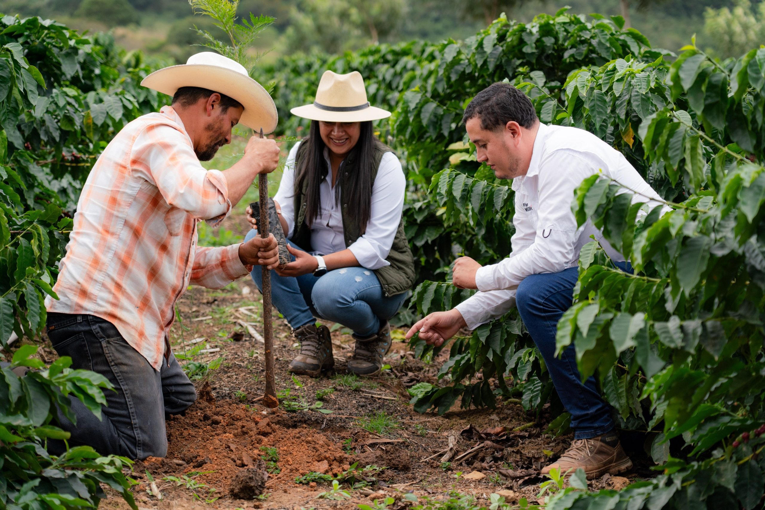 Nestlé contribuye a la siembra de más de 2 millones de árboles en Centroamérica