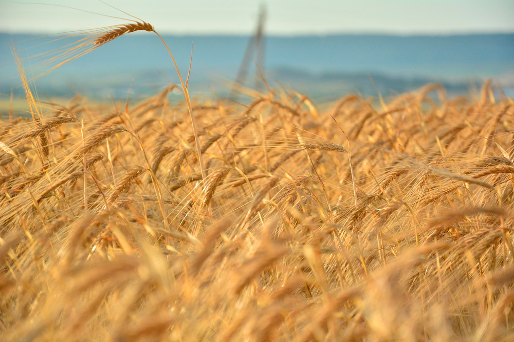 Salud, innovación y presión climática redefinen el futuro de la industria alimentaria, según estudio de PwC