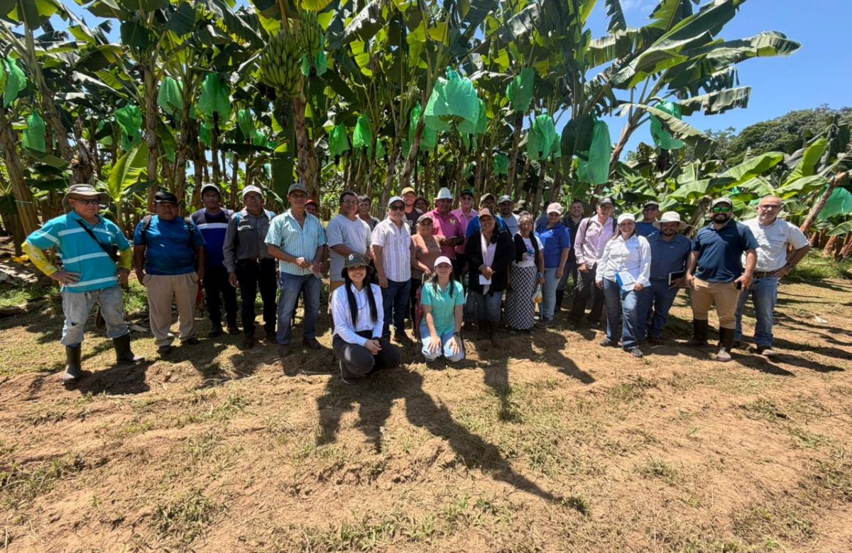 PROCOMER impulsa al sector platanero con innovadoras Escuelas de Campo que llevan la formación directamente a las fincas costarricenses