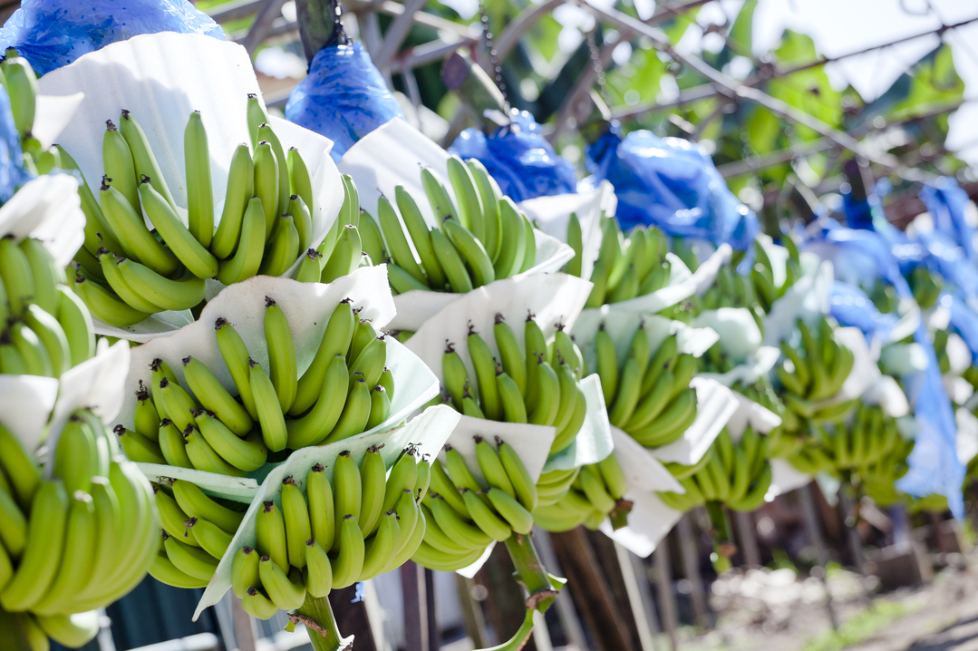 xportaciones de bienes de Costa Rica superan los US$7.400 millones a abril de este año