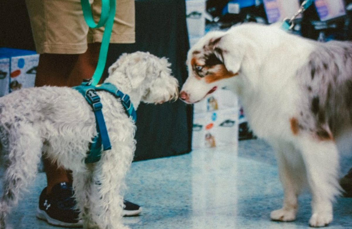 Bienestar animal, convivencia responsable, adopciones y jornadas de castración protagonizarán la edición de este fin de semana de Expo Mascotería