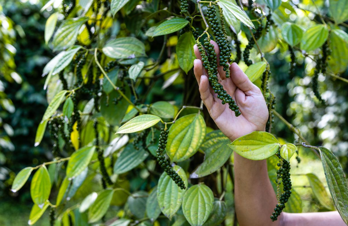 Del campo al plato: por qué la calidad de los alimentos empieza antes de la cocina