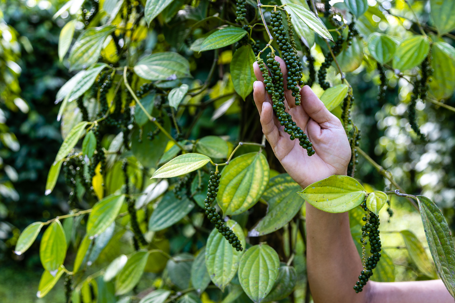 Del campo al plato: por qué la calidad de los alimentos empieza antes de la cocina