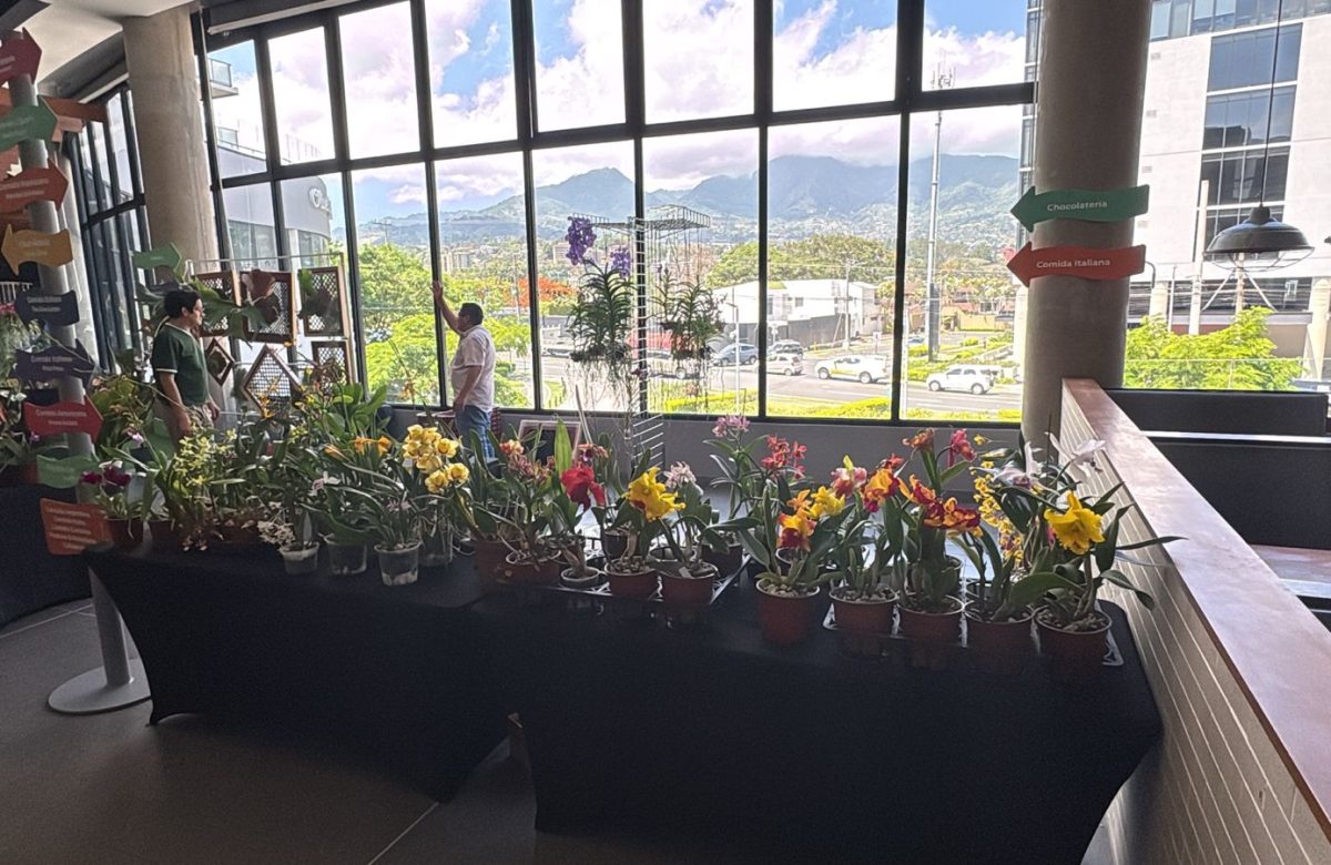 Feria de orquídeas y plantas exóticas  llega este fin de semana a Escazú Village