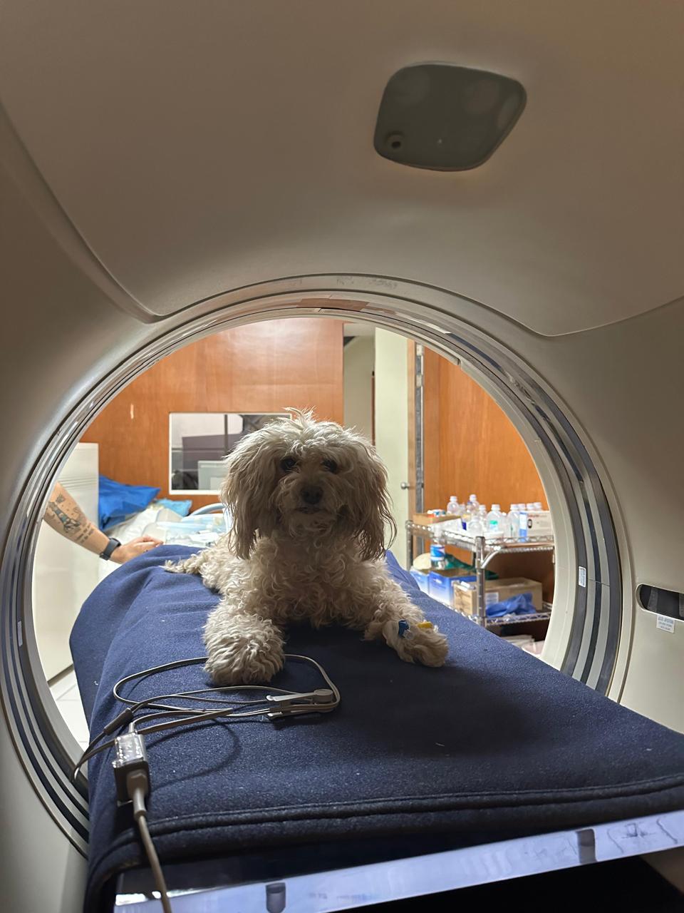 Acceso a radioterapia en Costa Rica impulsa atención de tumores cerebrales en mascotas