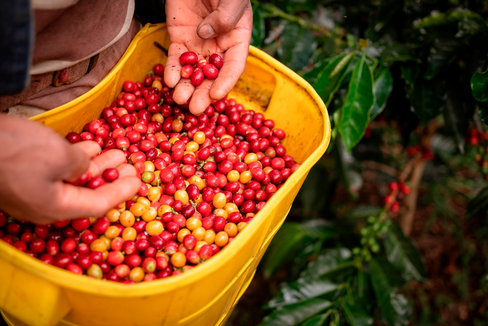 Exportaciones de café salvadoreño crecen 40% en ingresos el último semestre
