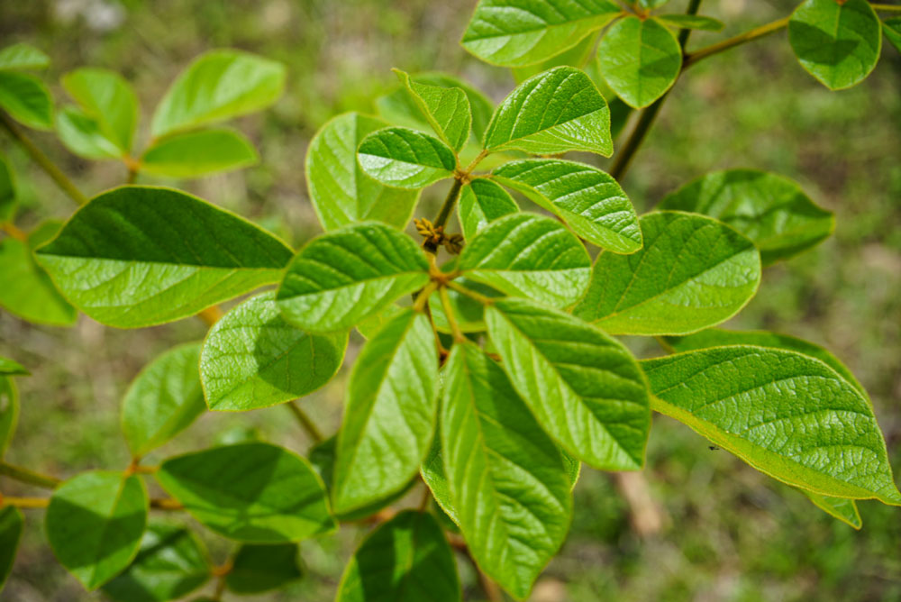 Costa Rica rompe récord de reforestación: Siembratón 2026 supera los 2,8 millones de árboles.