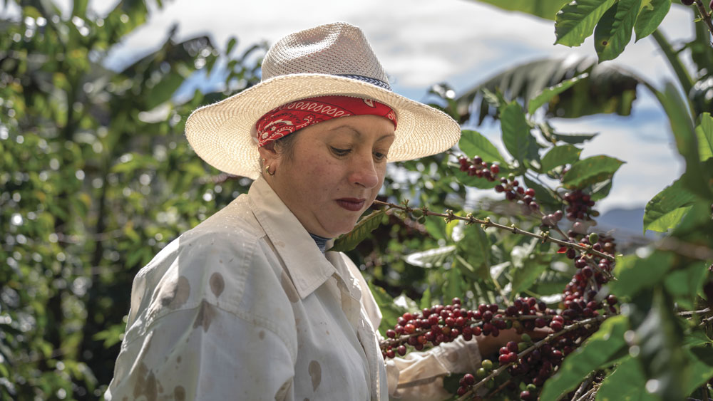 Instituto Nacional de Seguros (INS) impulsa primer seguro paramétrico para café en Costa Rica