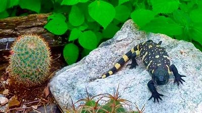 Histórico nacimiento de tres crías de Heloderma charlesbogerti fortalece la conservación de uno de los reptiles más amenazados del planeta