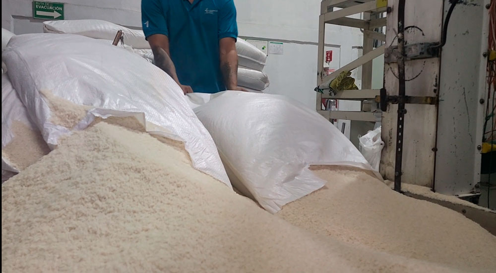 Consumo de arroz en Centroamérica supera 1,5 millones de toneladas anuales en un escenario de creciente incertidumbre