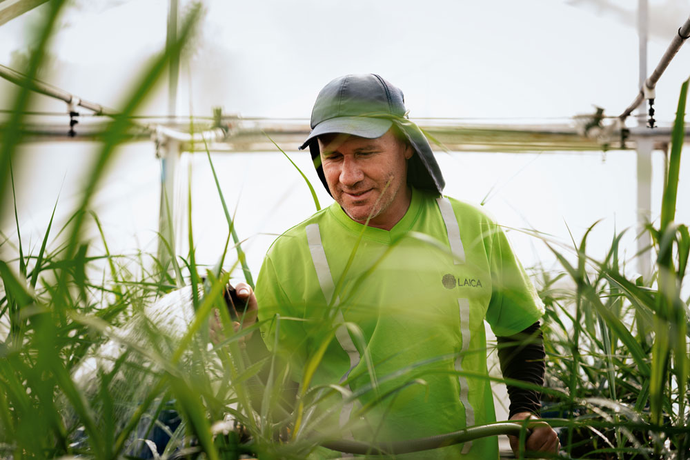 Sector cañero costarricense impulsa innovación agrícola y reducción de emisiones en el Día Mundial del Ambiente