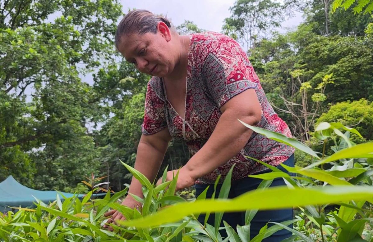 Costa Rica: jefas de hogar cultivan árboles para proteger fuentes de agua