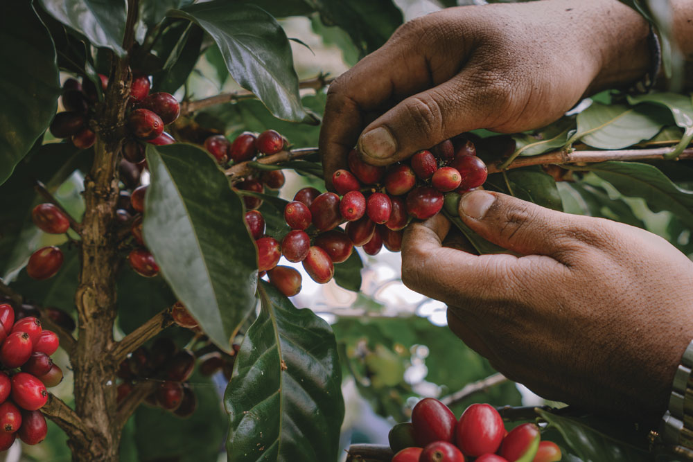 Delafinca Specialty Coffee, de la finca al mundo
