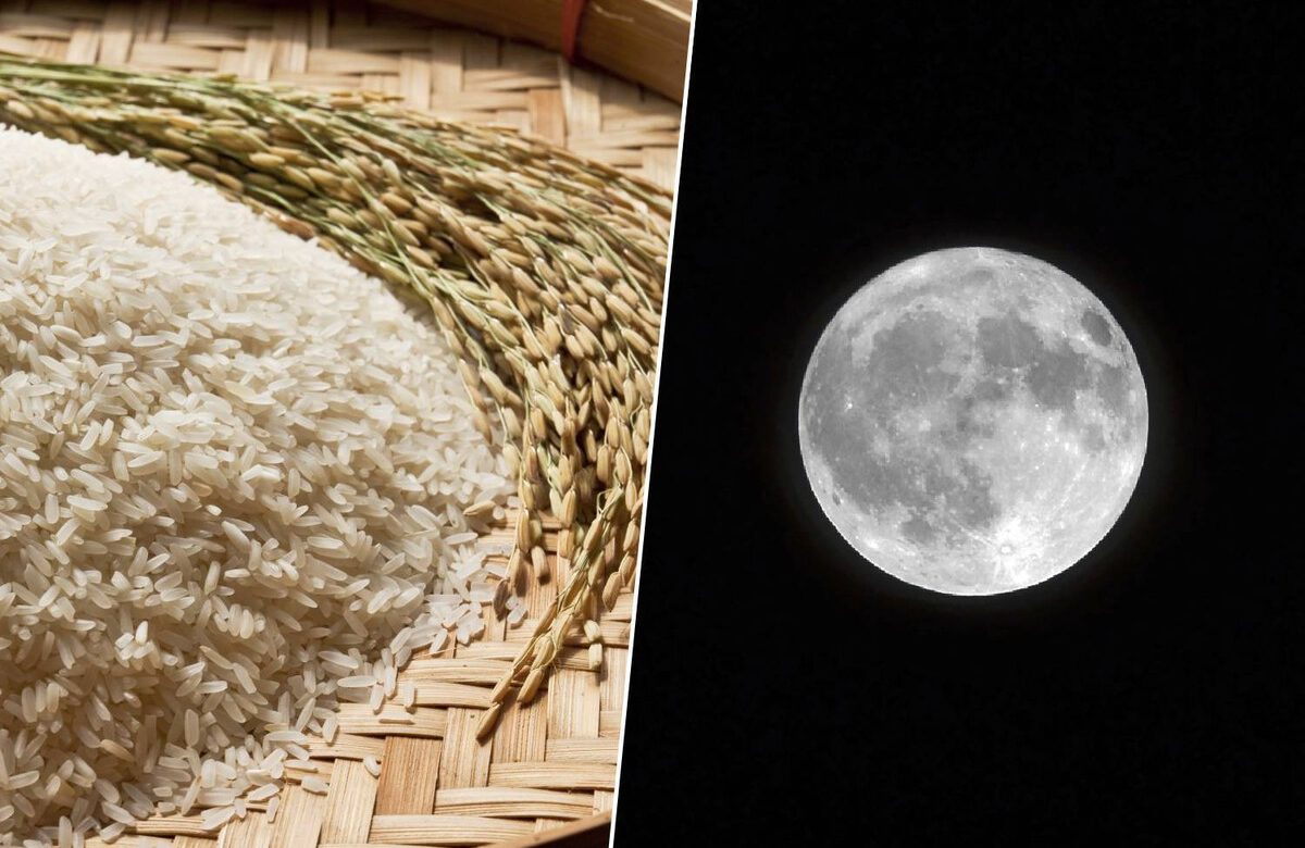 Japón desarrolla un sistema para cultivar arroz en la Luna mediante aire, agua y electricidad