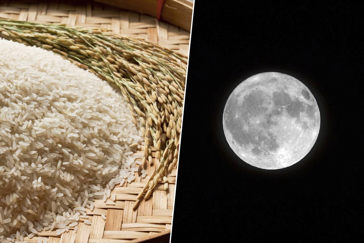 Japón desarrolla un sistema para cultivar arroz en la Luna mediante aire, agua y electricidad