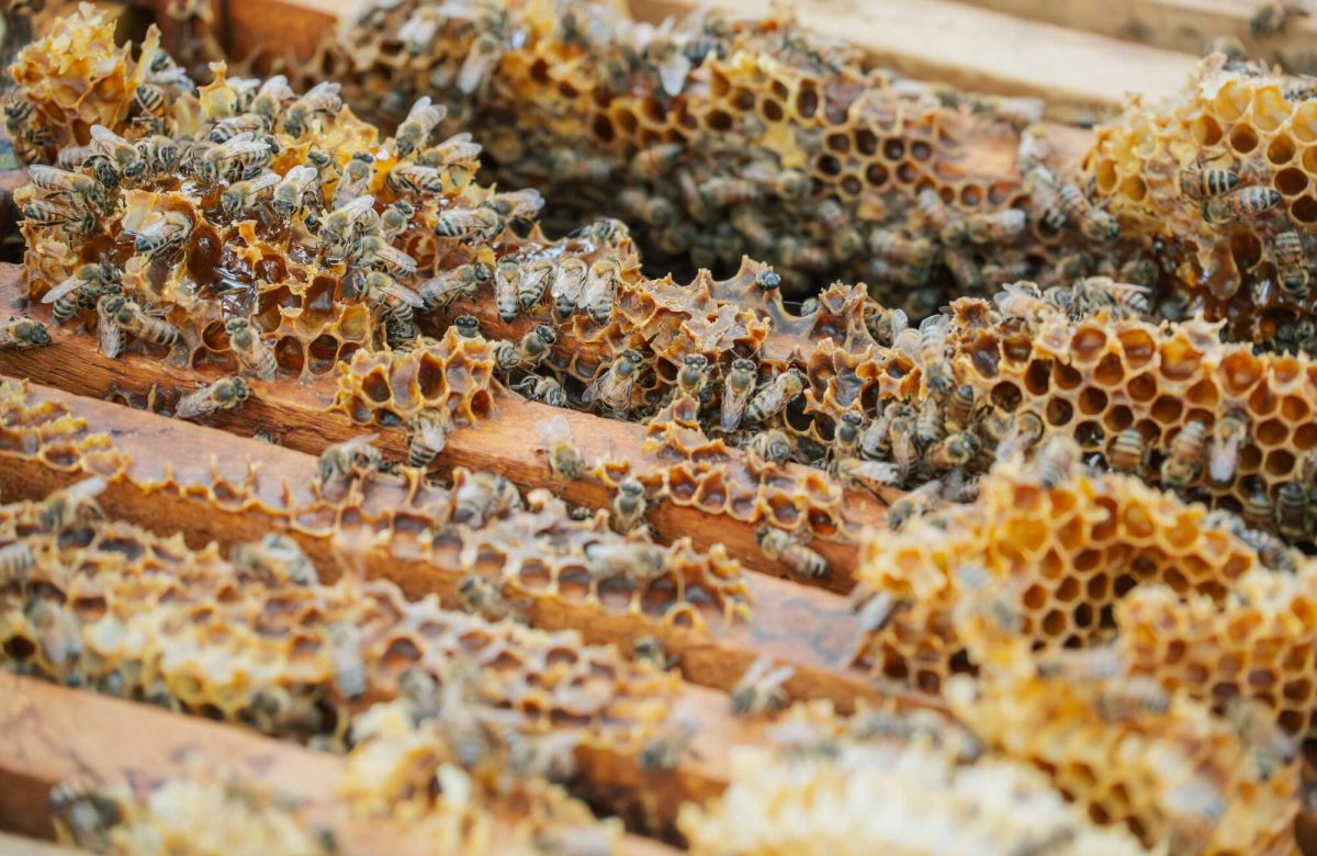 Miel costarricense obtiene Oro en los London Honey Awards 2026
