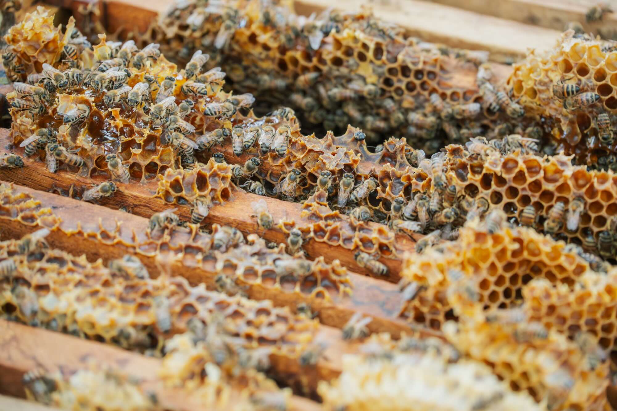 Miel costarricense obtiene Oro en los London Honey Awards 2026