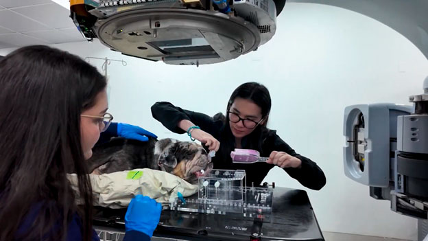 Costa Rica se conecta con las tendencias mundiales que marcarán el futuro de la oncología veterinaria