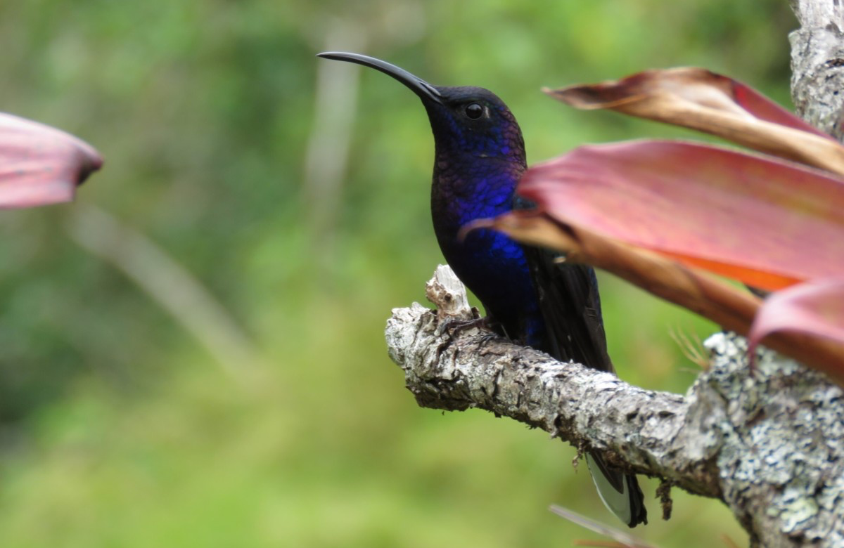 Panamá diseña una estrategia financiera global para calcular cuánto cuesta proteger su naturaleza