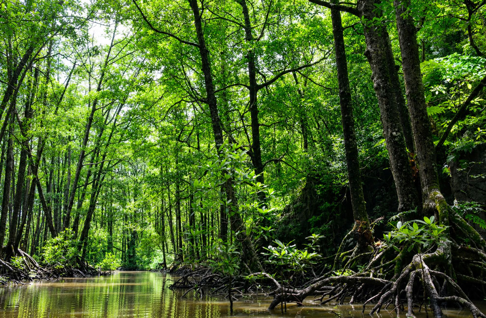 Manglares: el bosque que protege la vida entre el mar y la tierra en Guatemala