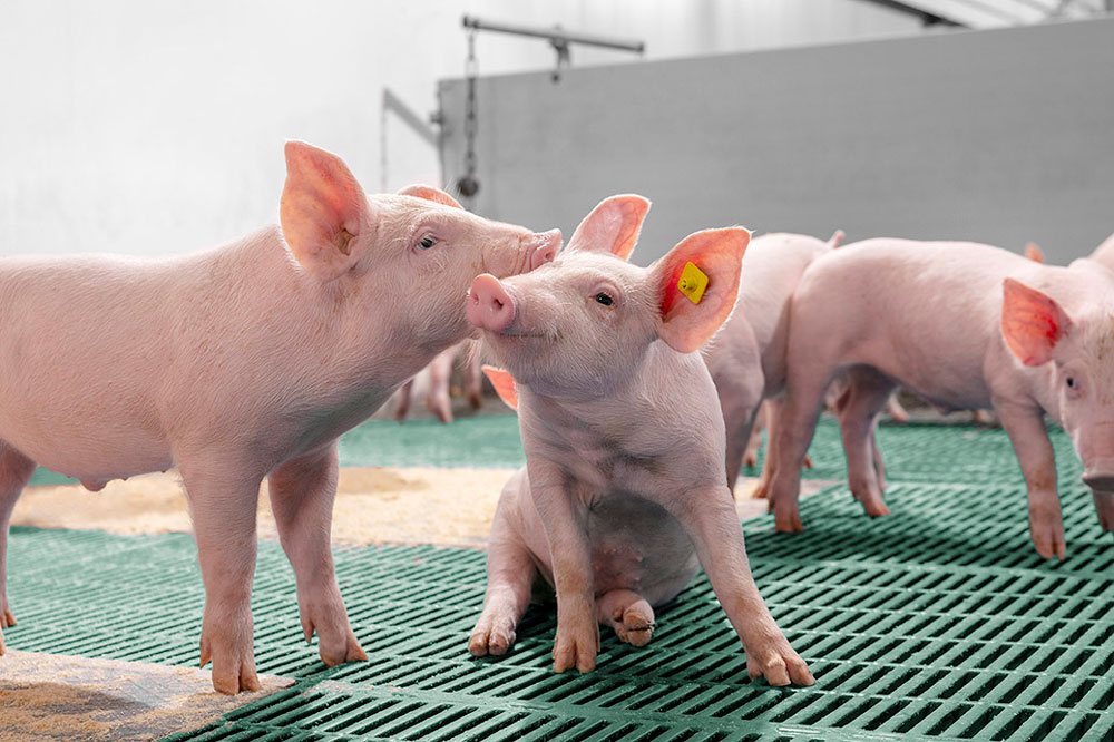 Prevención y bienestar fortalecen la producción porcina panameña