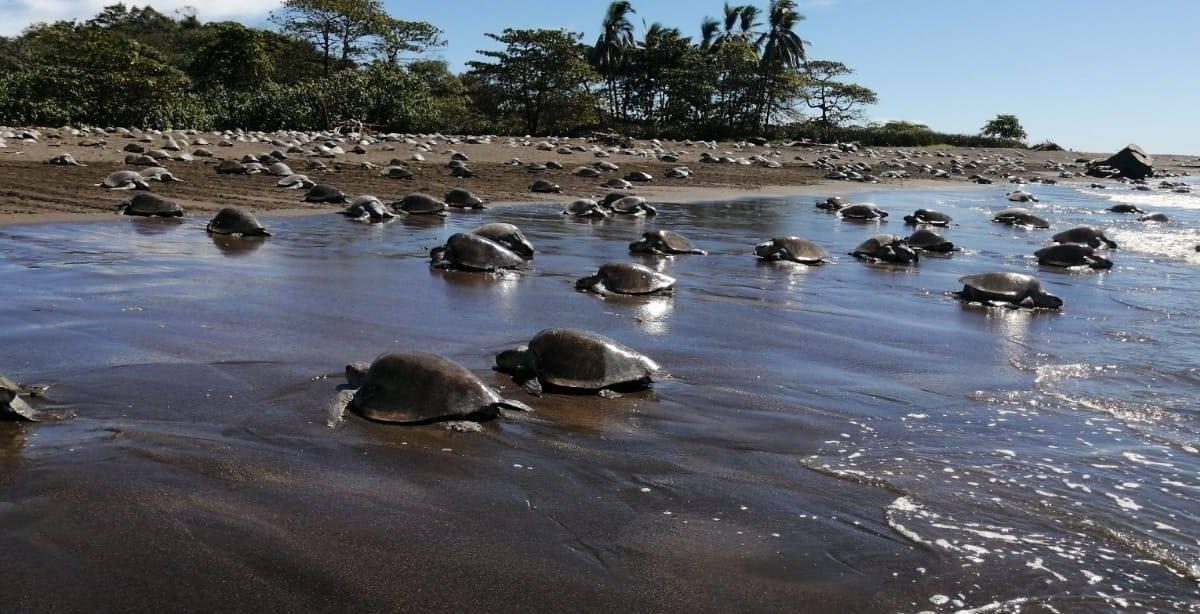 Místico llama a proteger el desove de tortugas marinas en Playa Hermosa durante la temporada 2026
