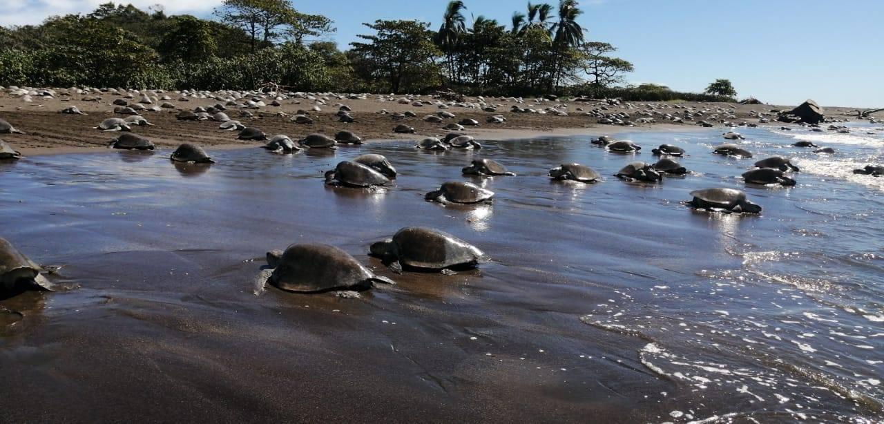 Místico llama a proteger el desove de tortugas marinas en Playa Hermosa durante la temporada 2026