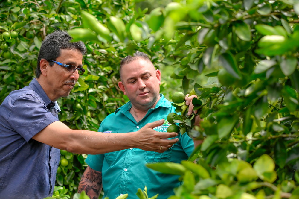 De sembrar café a limones: la historia de un productor que apostó por cambiar su destino