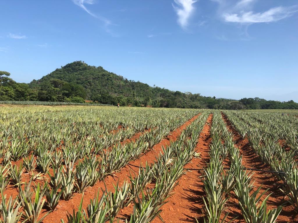 Del Monte invita a propietarios de tierras y productores agrícolas panameños a explorar alianzas de largo plazo